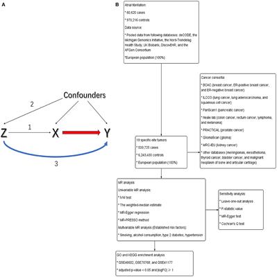 Impact of genetically predicted atrial fibrillation on cancer risks: A large cardio-oncology Mendelian randomization study using UK biobank